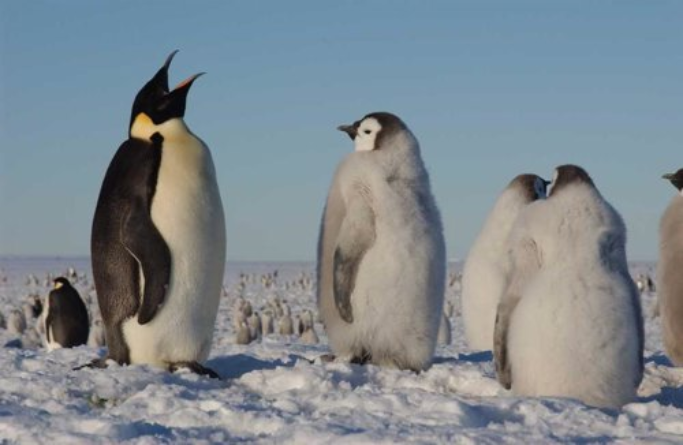 Pingüino emperador en problemas